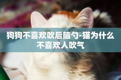 狗狗不喜欢吹后脑勺-猫为什么不喜欢人吹气